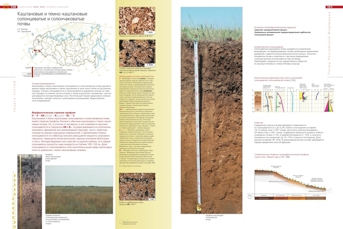 Каштановые почвы: какая растительность для них характерна